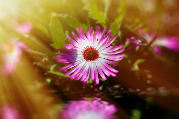 sun worshippers rosabeauty by Dagmar Marina